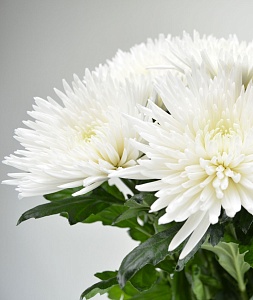 Одноголовые хризантемы