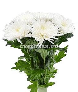 Одноголовые хризантемы